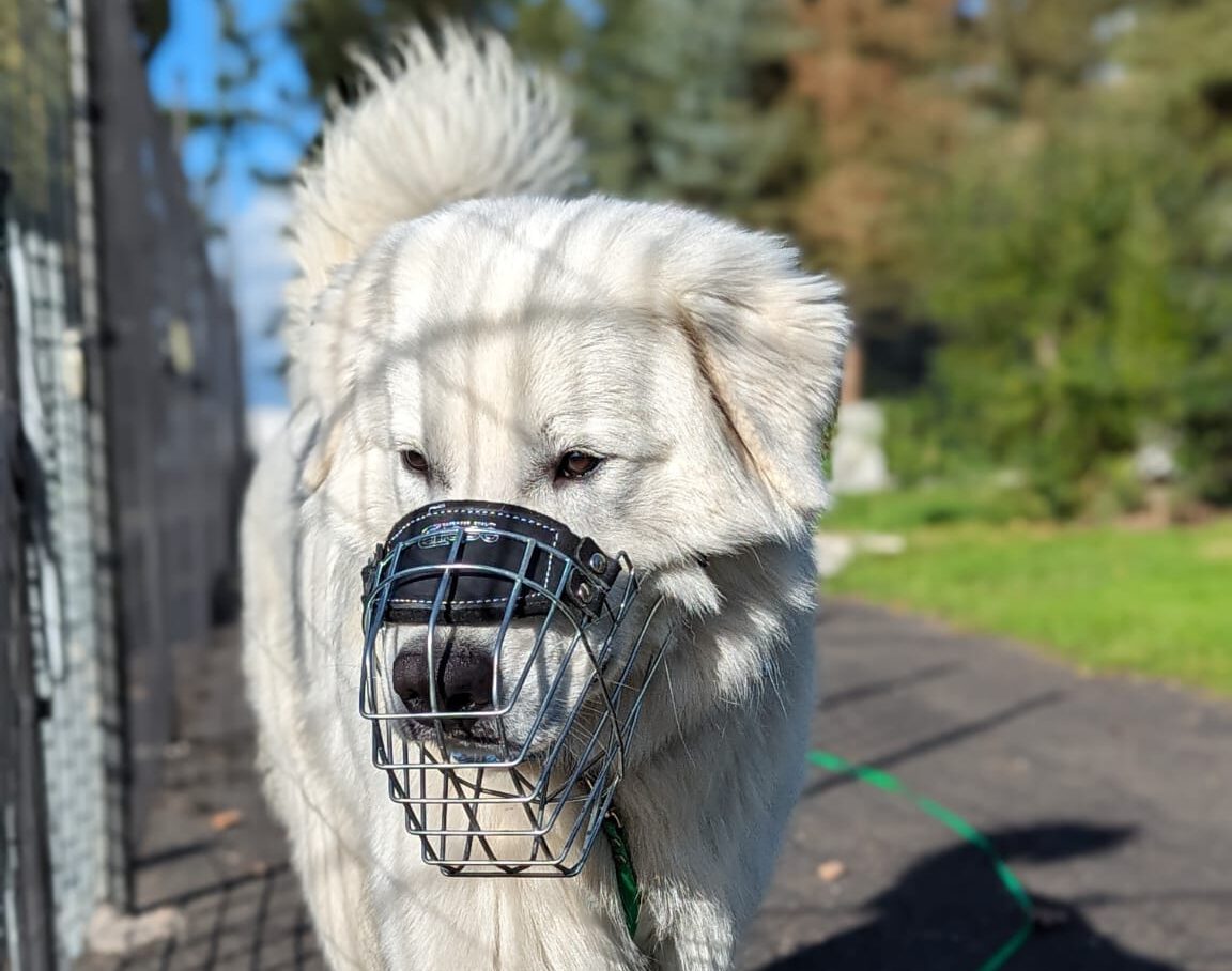 Weißer Hund mit Maulkorb